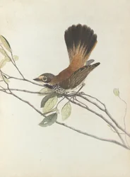 Gobemouche à croupion orange. Lewin, John. Oiseaux de la Nouvelle-Galles du Sud avec leur histoire naturelle. Sydney - G....